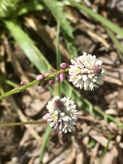 Polygala linoides