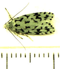 Izatha peroneanella