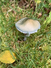 Stropharia