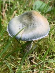 Stropharia