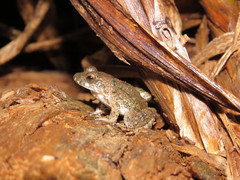 Leptodactylus petersii