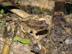 Leptodactylus leptodactyloides