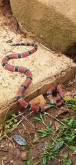 Micrurus corallinus