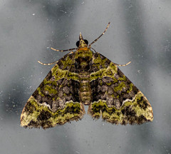 Apithecia viridata