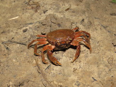 Dilocarcinus pagei