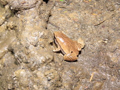 Hamptophryne boliviana