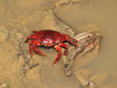 Dilocarcinus pagei