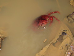 Dilocarcinus pagei