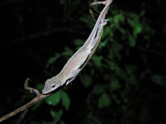 Anolis fuscoauratus