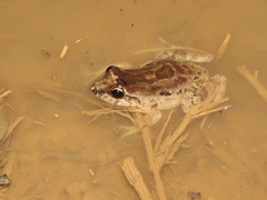 Leptodactylus petersii