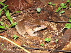 Leptodactylus bolivianus