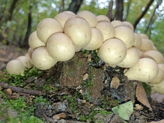 Apioperdon pyriforme