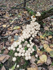 Apioperdon pyriforme