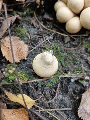Apioperdon pyriforme