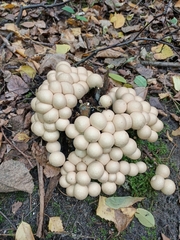 Apioperdon pyriforme