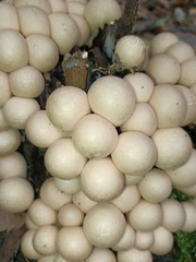 Apioperdon pyriforme