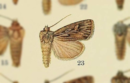 Agrotis turbans · iNaturalist