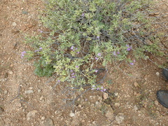 Jamesbrittenia fruticosa