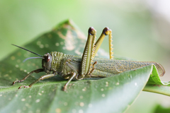 Tropidacris cristata grandis