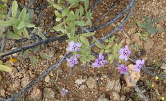 Jamesbrittenia fruticosa