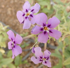 Jamesbrittenia fruticosa