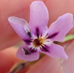 Jamesbrittenia fruticosa