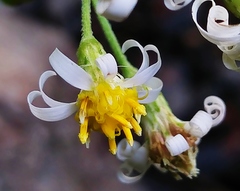 Aster lasiocladus