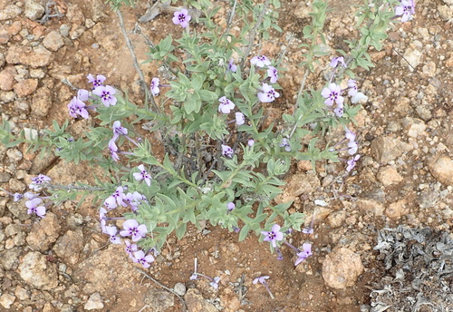 Image of Jamesbrittenia fruticosa by no rights reserved
