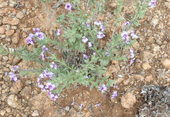 Jamesbrittenia fruticosa