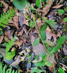 Aster lasiocladus