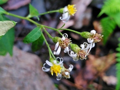 Aster lasiocladus