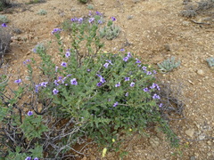 Jamesbrittenia fruticosa