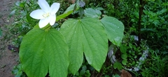 Bauhinia acuminata