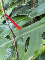 Leiostracus perlucidus
