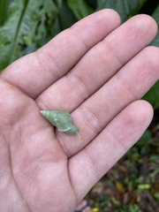Leiostracus perlucidus