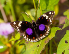 Junonia oenone oenone
