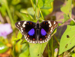 Junonia oenone oenone