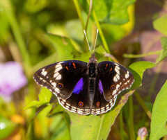Junonia oenone oenone
