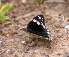 Junonia oenone oenone