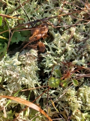 Cladonia dimorphoclada
