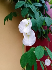 Clitoria ternatea albiflora