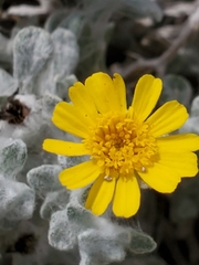 Thymophylla micropoides