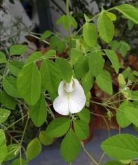 Clitoria ternatea albiflora