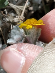 Thymophylla micropoides