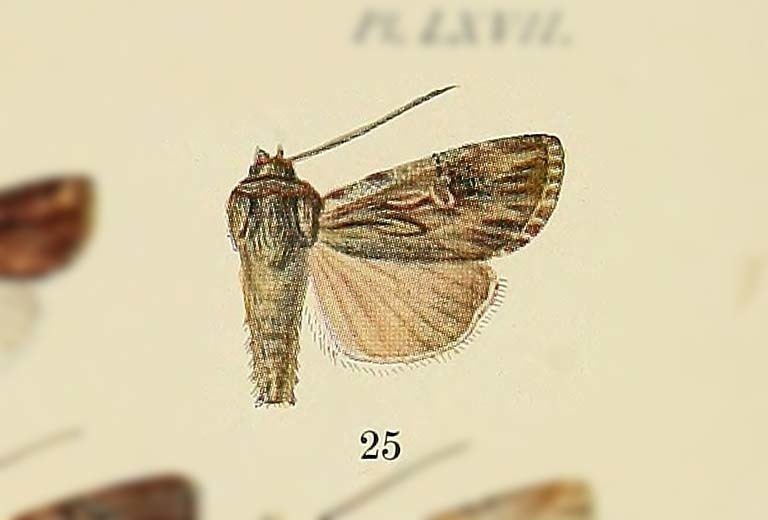 Dichagyris improba