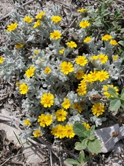 Thymophylla micropoides