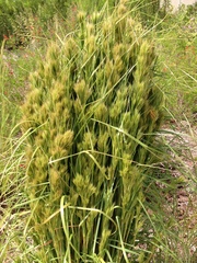 Andropogon glomeratus