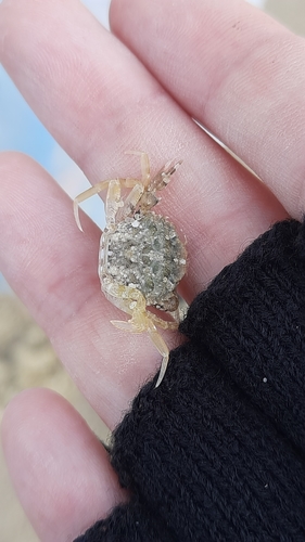 Arch-fronted Swimming Crab, Maasvlakte 2, Maasvlakte, Nederland, photo 9 of 10