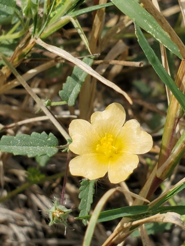 Spreading fanpetals (Sida abutilifolia)
