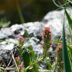 Castilleja arvensis pastorei